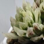 Haworthia Cooperi v. Truncata ‘Suishodama’ Variegated - 4