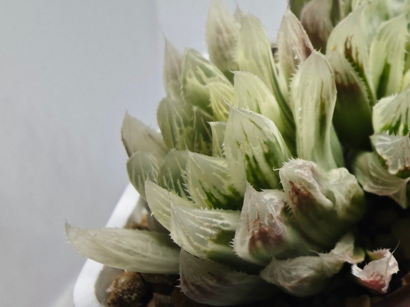 Haworthia Cooperi v. Truncata ‘Suishodama’ Variegated - 4