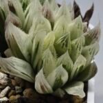 Haworthia Cooperi v. Truncata ‘Suishodama’ Variegated - 5
