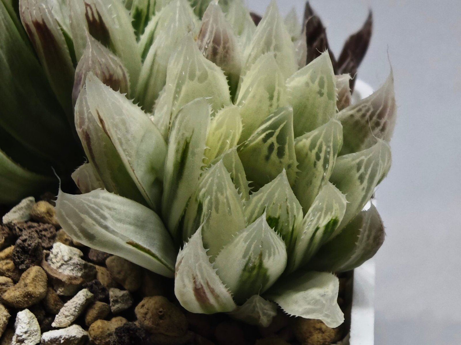 Haworthia Cooperi v. Truncata ‘Suishodama’ Variegated - 5