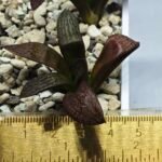 Haworthia Seedling MS297 Thake Tora Maughanii Splendens - 1