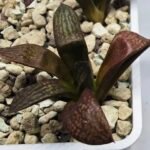 Haworthia Seedling MS297 Thake Tora Maughanii Splendens - 2