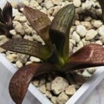 Haworthia Seedling MS297 Thake Tora Maughanii Splendens - 3