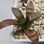 Haworthia Seedling MS297 Thake Tora Maughanii Splendens - 4