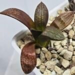 Haworthia Seedling MS297 Thake Tora Maughanii Splendens - 5