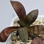 Haworthia Seedling MS297 Thake Tora Maughanii Splendens - 6