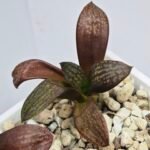 Haworthia Seedling MS297 Thake Tora Maughanii Splendens - 7