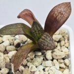 Haworthia Seedling MS297 Thake Tora Maughanii Splendens - 8