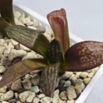 Haworthia Seedling MS297 Thake Tora Maughanii Splendens - 9