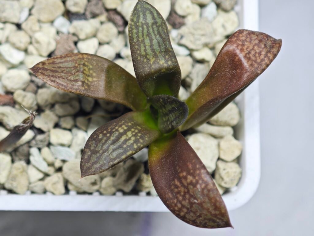 Haworthia Seedling MS297 Thake Tora Maughanii Splendens - 10