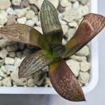 Haworthia Seedling MS297 Thake Tora Maughanii Splendens - 10
