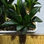 Haworthia Seedling MS296 Springbok x Blue Lens - 3