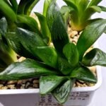 Haworthia Seedling MS296 Springbok x Blue Lens - 4
