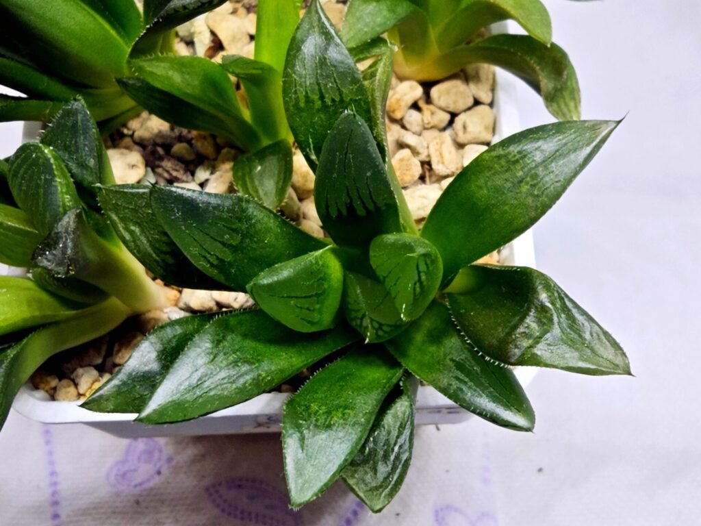 Home 4 Haworthia Seedling MS296 Springbok x Blue Lens - 5