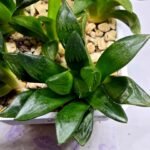 Haworthia Seedling MS296 Springbok x Blue Lens - 5