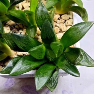 Haworthia Seedling MS296 Springbok x Blue Lens - 5