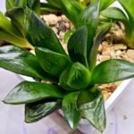 Haworthia Seedling MS296 Springbok x Blue Lens - 1