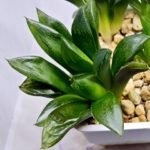 Haworthia Seedling MS296 Springbok x Blue Lens - 2