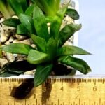 Haworthia Seedling MS292 Springbok x Blue Lens - 5