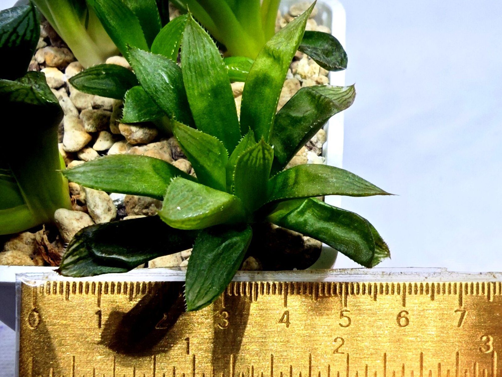 Haworthia Seedling MS292 Springbok x Blue Lens - 5