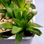 Haworthia Seedling MS292 Springbok x Blue Lens - 1