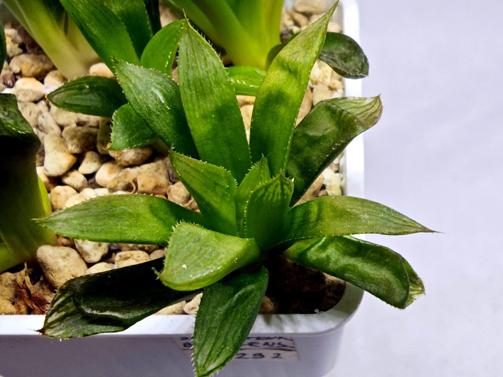 Haworthia Seedling MS292 Springbok x Blue Lens - 1