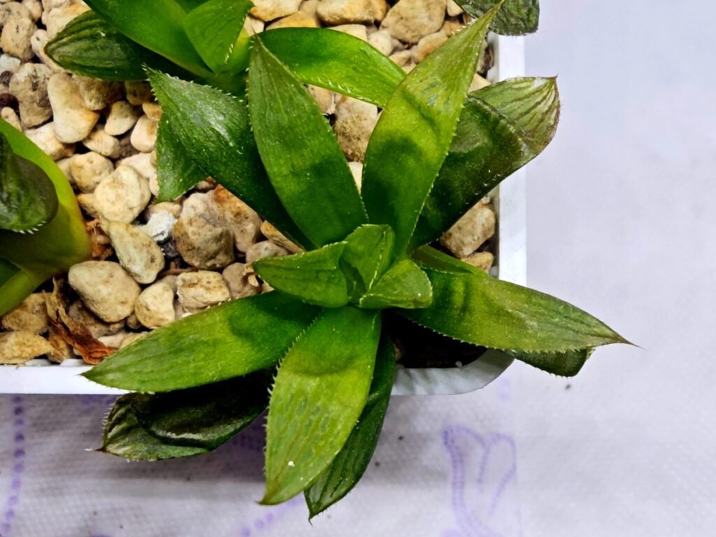 Home 10 Haworthia Seedling MS292 Springbok x Blue Lens - 2