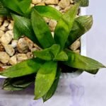 Haworthia Seedling MS292 Springbok x Blue Lens - 2