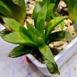 Haworthia Seedling MS292 Springbok x Blue Lens - 3