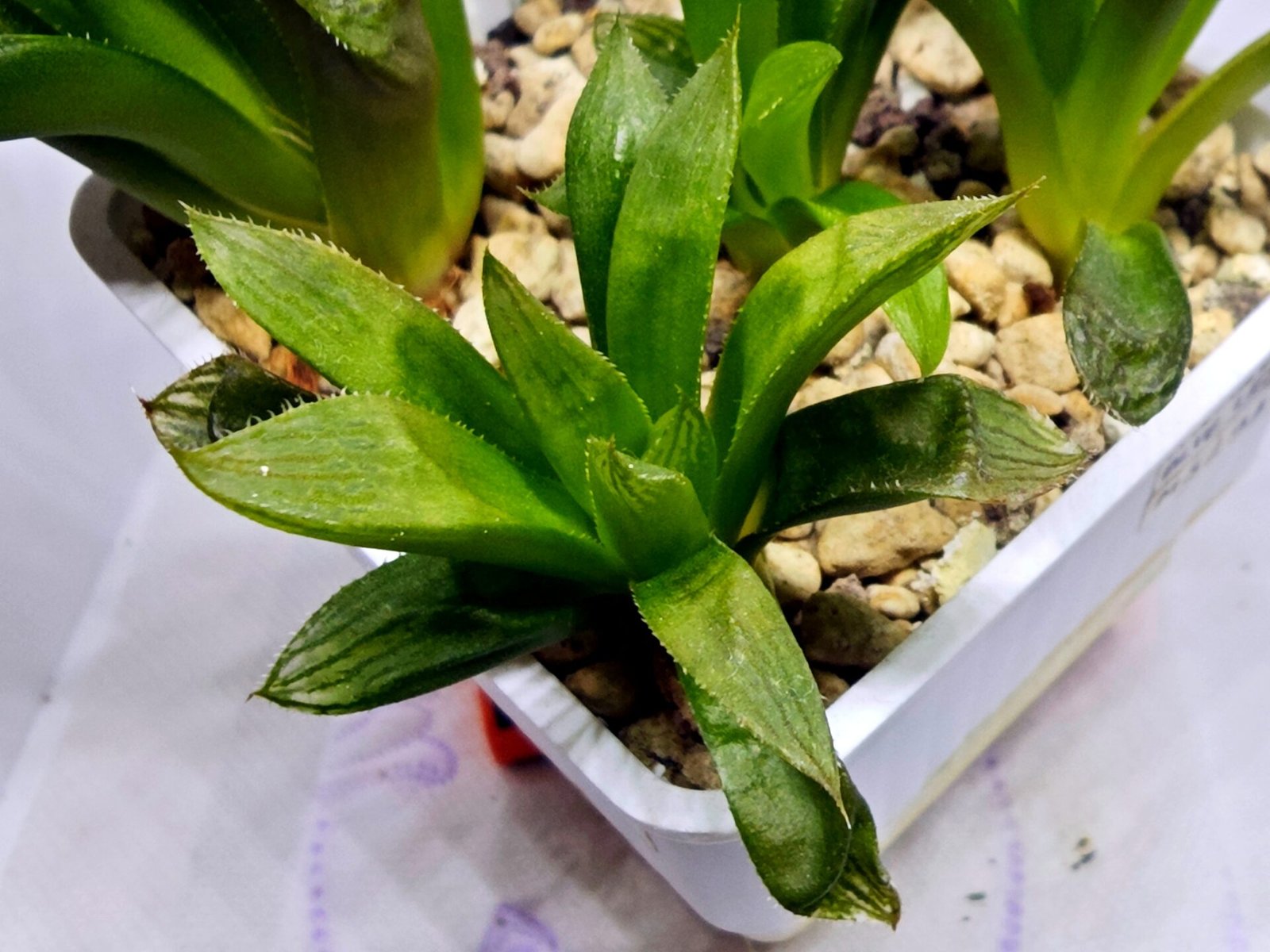 Haworthia Seedling MS292 Springbok x Blue Lens - 3