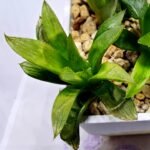 Haworthia Seedling MS292 Springbok x Blue Lens - 4