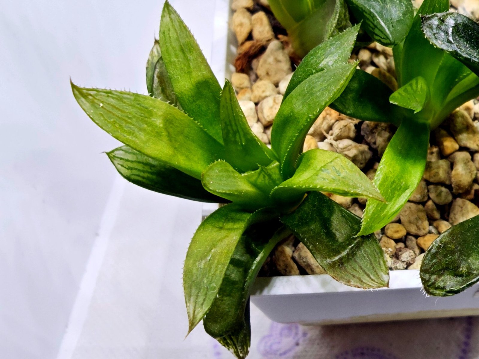 Haworthia Seedling MS292 Springbok x Blue Lens - 4