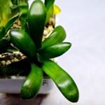Haworthia Seedling MS288 Thake Tora Maughanii Magnifica Splendens - 1