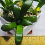 Haworthia Seedling MS288 Thake Tora Maughanii Magnifica Splendens - 2