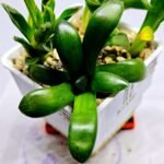 Haworthia Seedling MS288 Thake Tora Maughanii Magnifica Splendens - 3