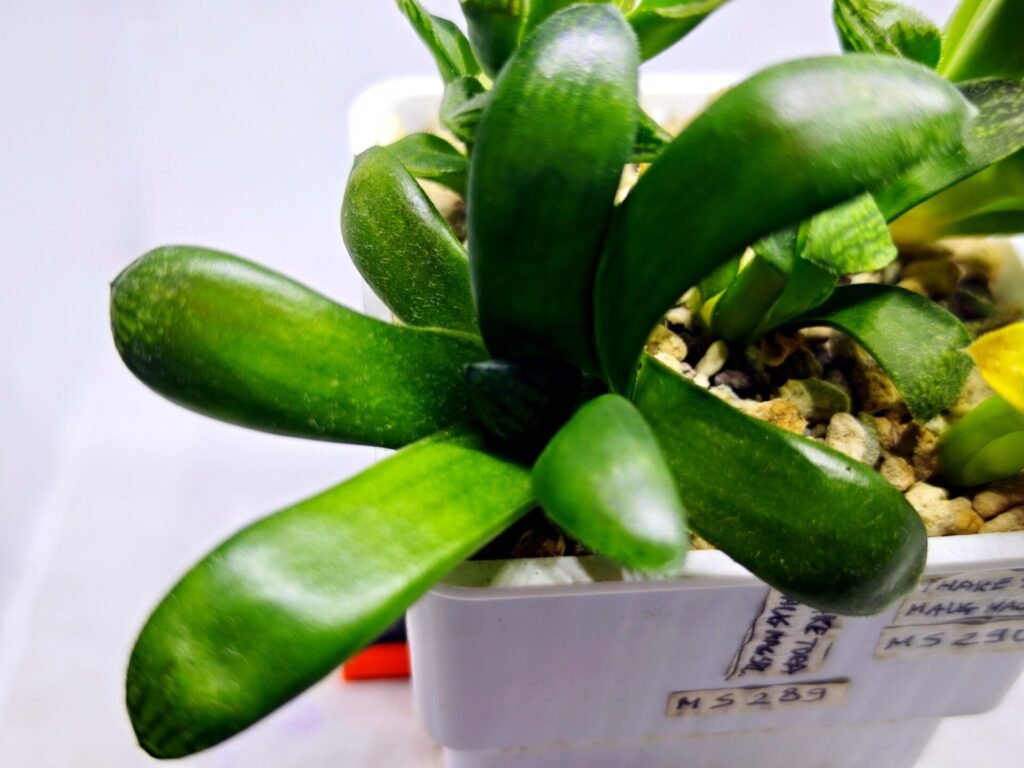 Home 9 Haworthia Seedling MS288 Thake Tora Maughanii Magnifica Splendens - 4