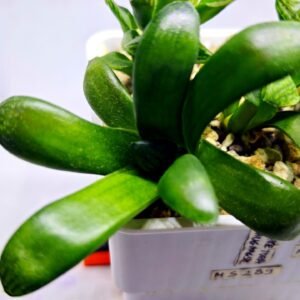 Haworthia Seedling MS288 Thake Tora Maughanii Magnifica Splendens - 4