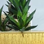 Haworthia Seedling MS282 Karasujoh Vloki - 1