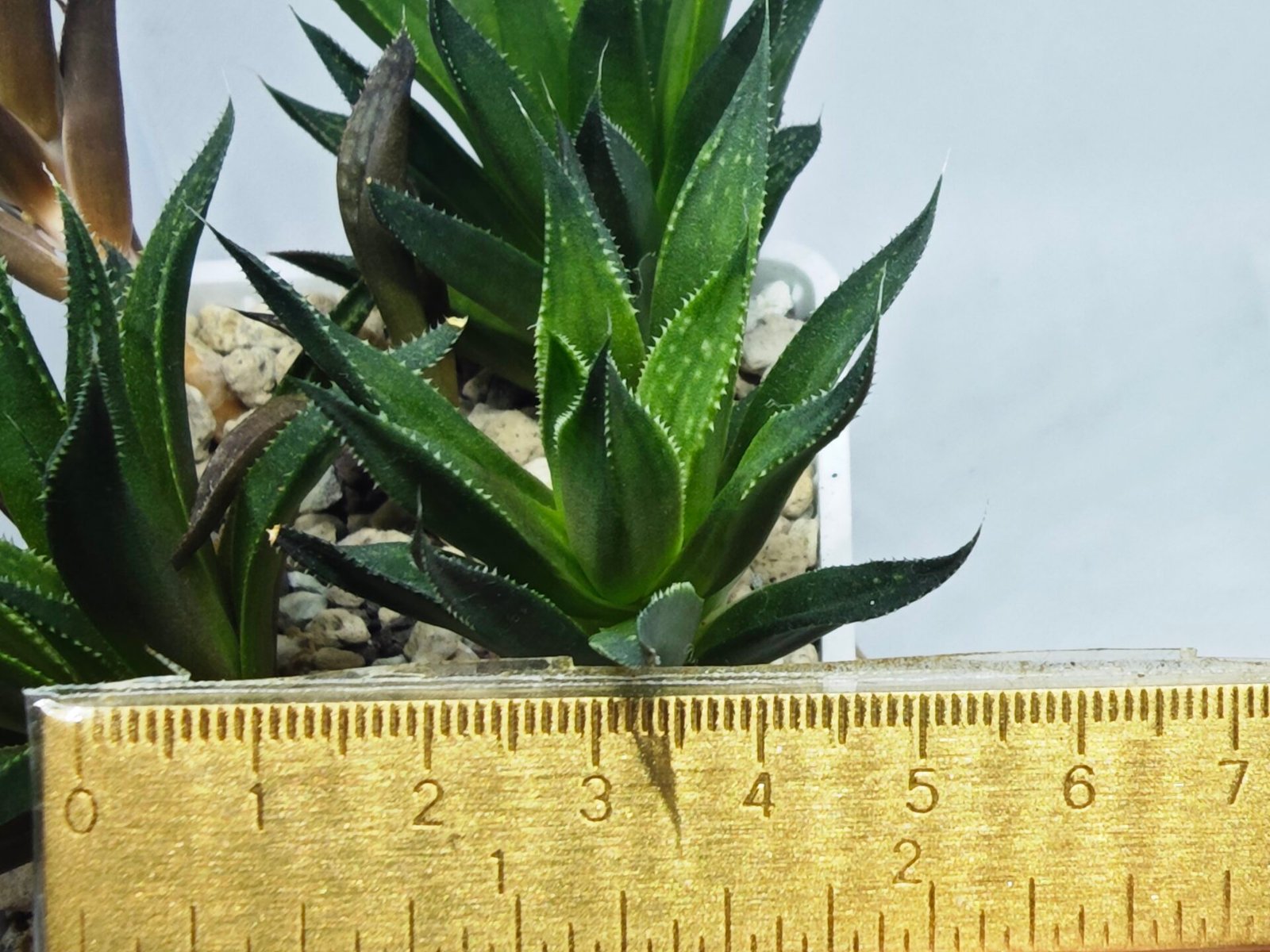 Haworthia Seedling MS282 Karasujoh Vloki - 1