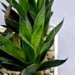 Haworthia Seedling MS282 Karasujoh Vloki - 2