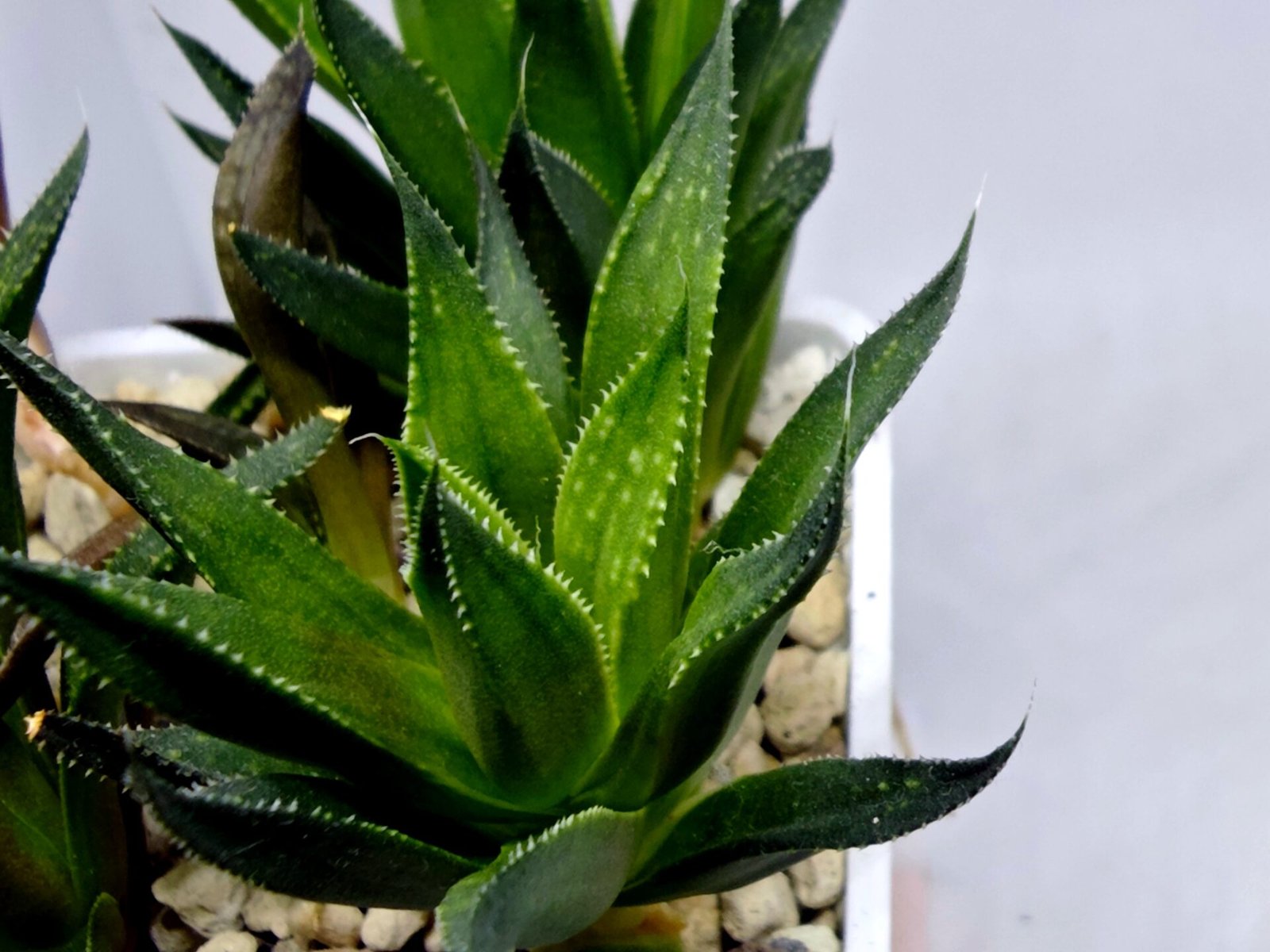 Haworthia Seedling MS282 Karasujoh Vloki - 2