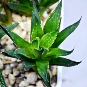 Haworthia Seedling MS282 Karasujoh Vloki - 3