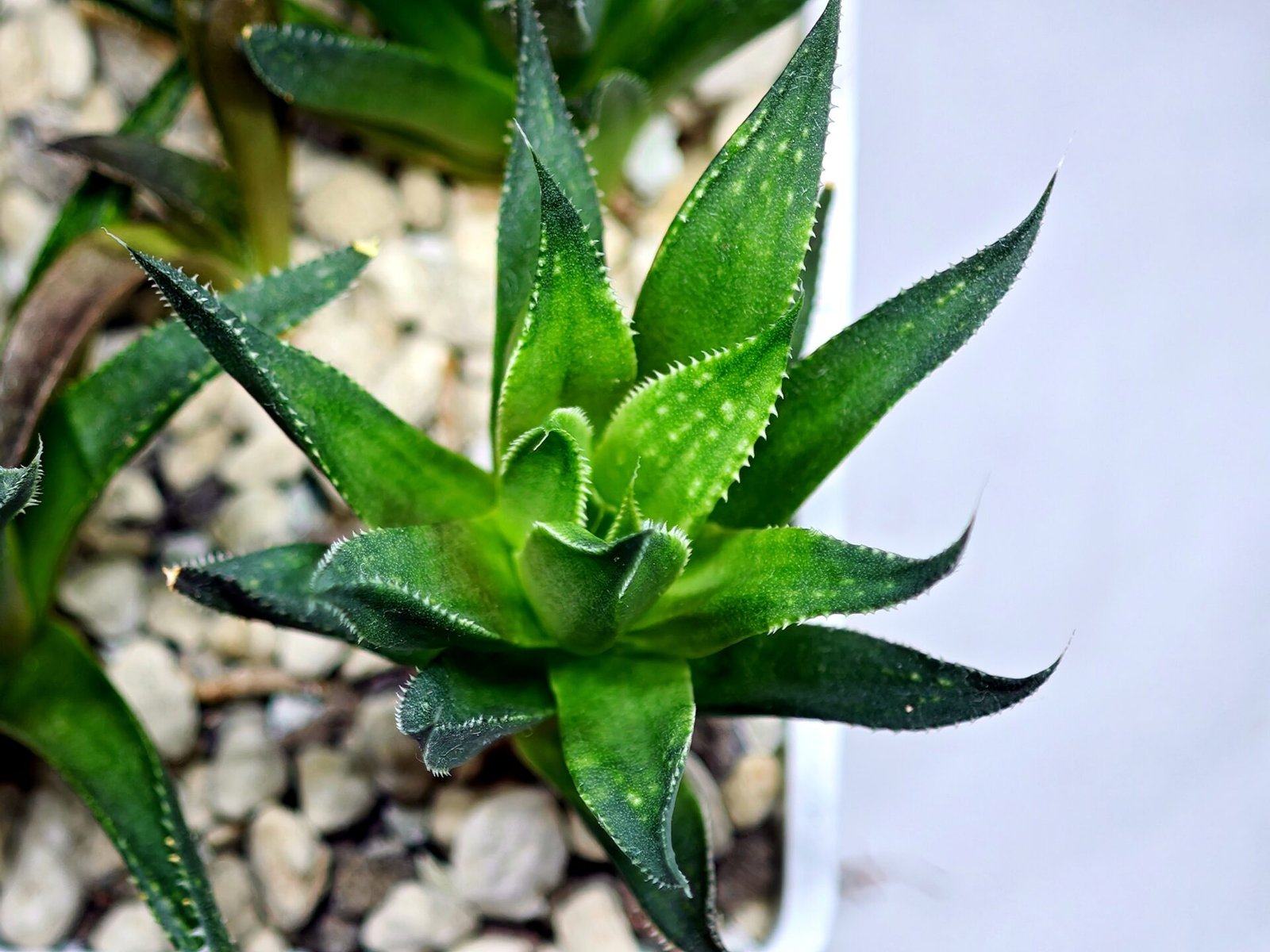 Haworthia Seedling MS282 Karasujoh Vloki - 3