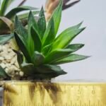 Haworthia Seedling MS283 Karasujoh Vloki - 1