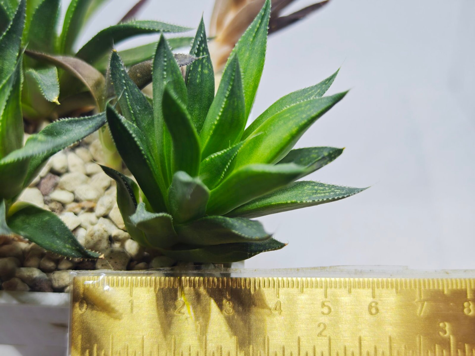 Haworthia Seedling MS283 Karasujoh Vloki - 1