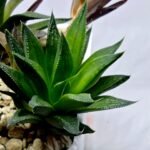 Haworthia Seedling MS283 Karasujoh Vloki - 2