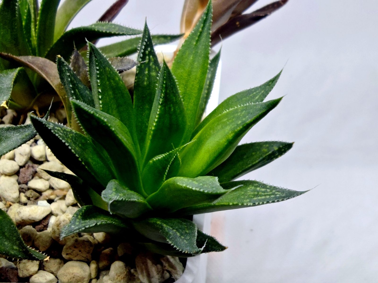 Haworthia Seedling MS283 Karasujoh Vloki - 2
