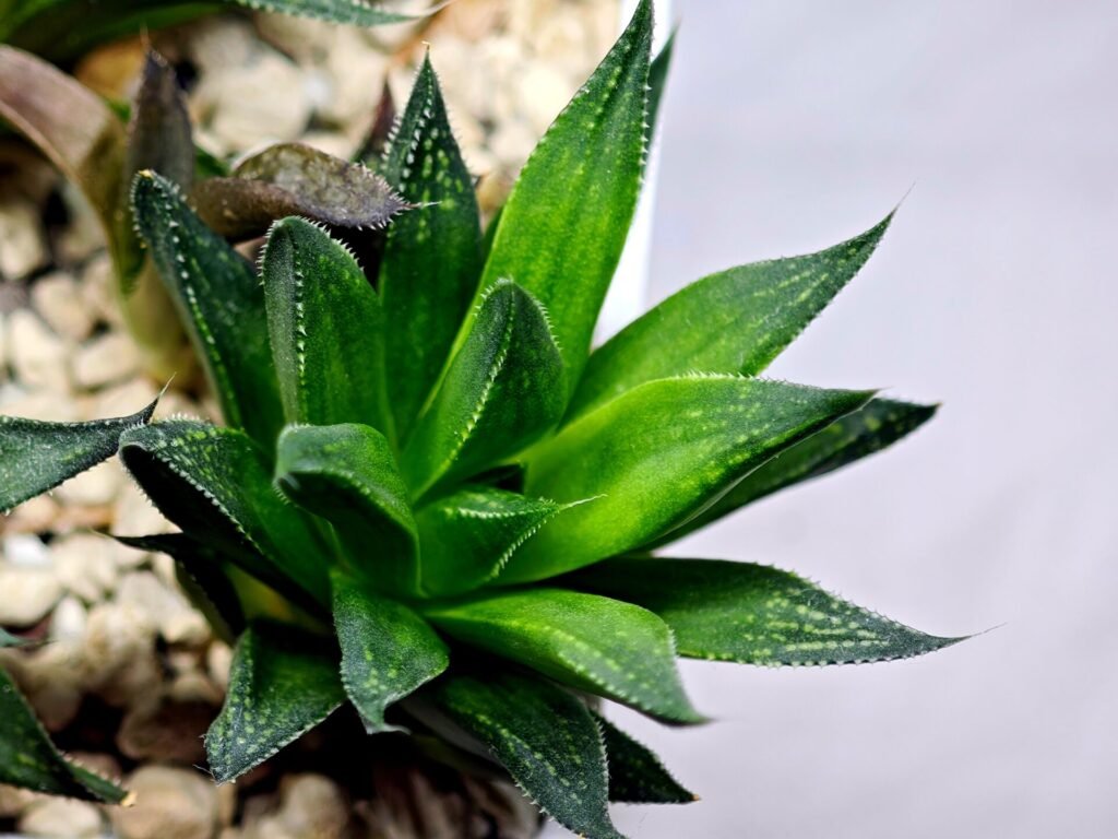 Haworthia Seedling MS283 Karasujoh Vloki - 3