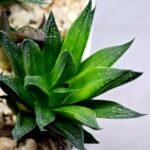 Haworthia Seedling MS283 Karasujoh Vloki - 3