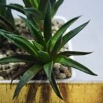 Haworthia Seedling MS286 Karasujoh Vloki - 1